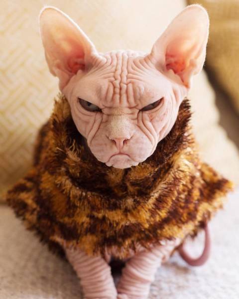 Meet Loki: The World’s Grumpiest Sphynx Cat