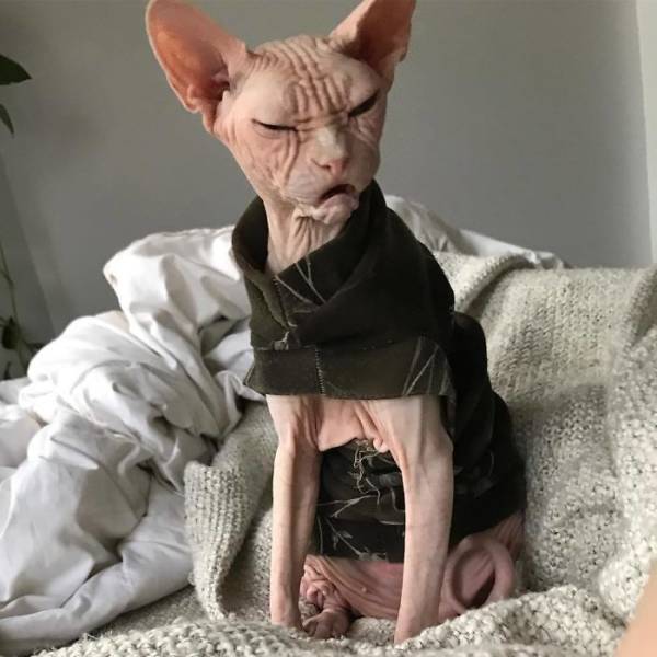 Meet Loki: The World’s Grumpiest Sphynx Cat