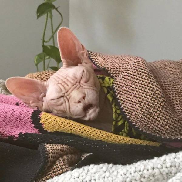 Meet Loki: The World’s Grumpiest Sphynx Cat