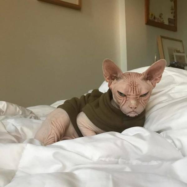 Meet Loki: The World’s Grumpiest Sphynx Cat