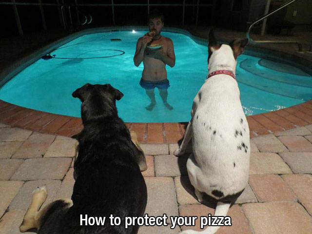 If You Have A Dog, You Will Definitely Understand These Photos