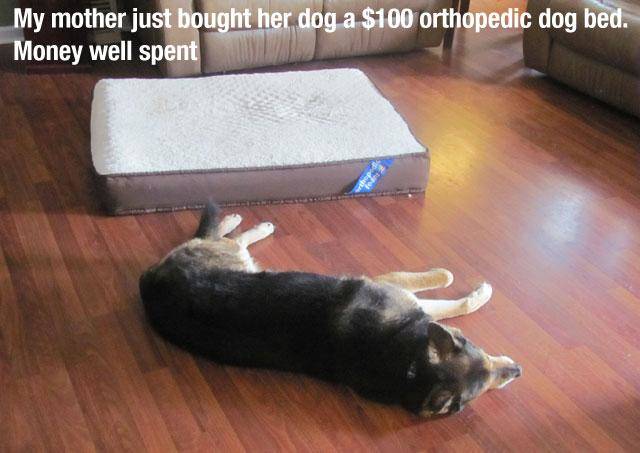 If You Have A Dog, You Will Definitely Understand These Photos