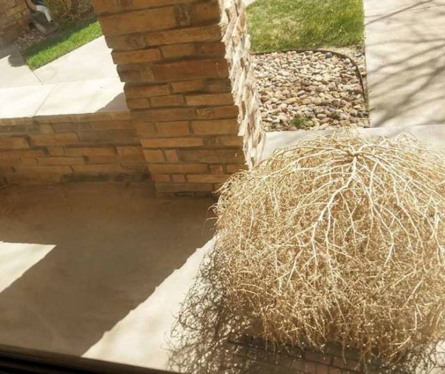 Tumbleweeds Have Invaded a California Town
