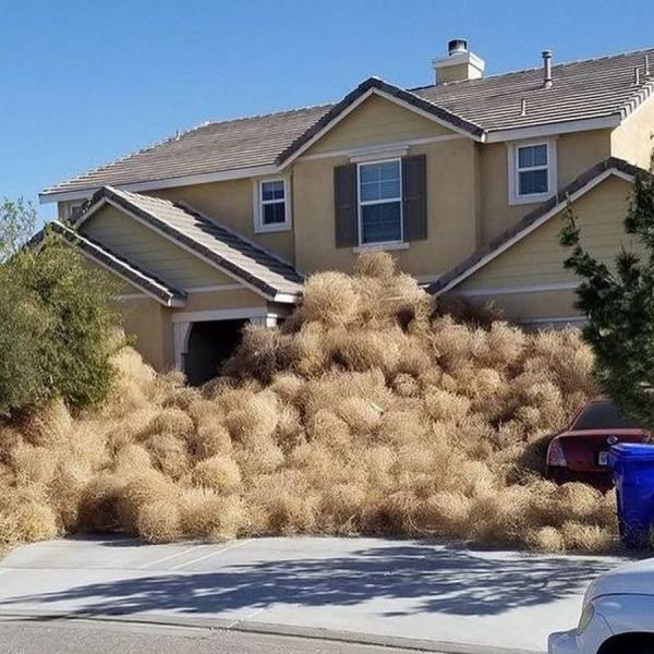Tumbleweeds Have Invaded a California Town