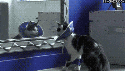 Even Cats Regret Decisions They Make In Their Lives…