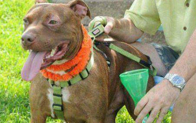 Patrick The Pitbull Survived Even When Everything Was Against Him