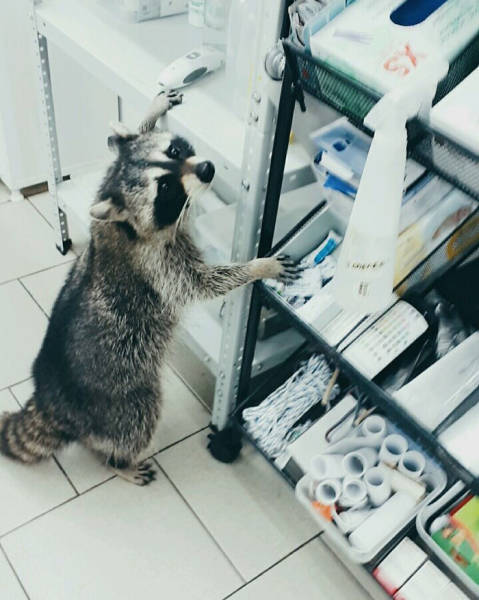 The Best Veterinarian Is A…Raccoon!
