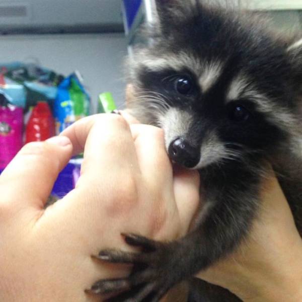 The Best Veterinarian Is A…Raccoon!