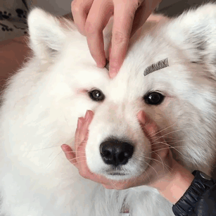 Samoyeds Are Serious Contenders For “The Cutest Dog Breed” Contest