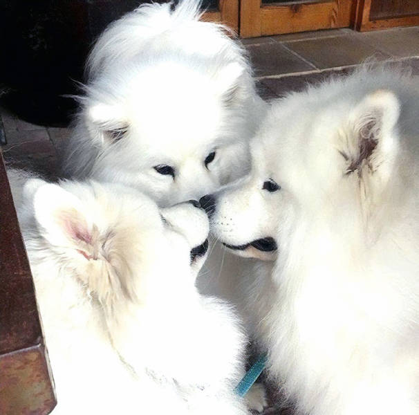 Samoyeds Are Serious Contenders For “The Cutest Dog Breed” Contest