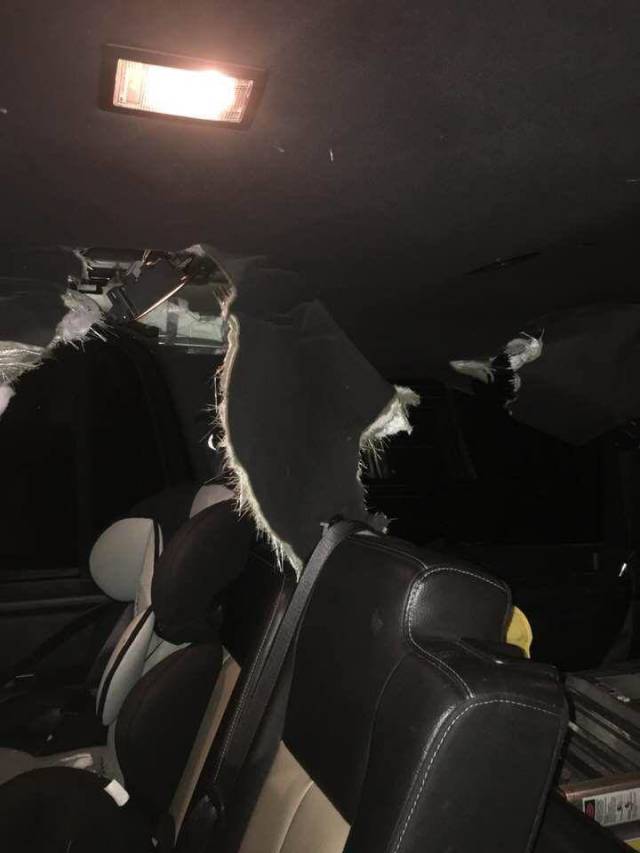 Never Let Bears Into Your Car