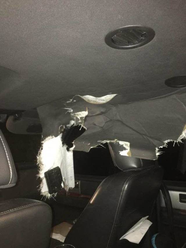 Never Let Bears Into Your Car