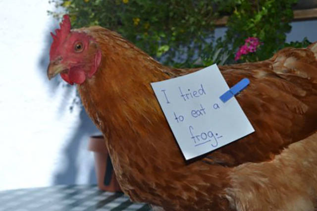 Pet Shaming. Now In Chicken Edition