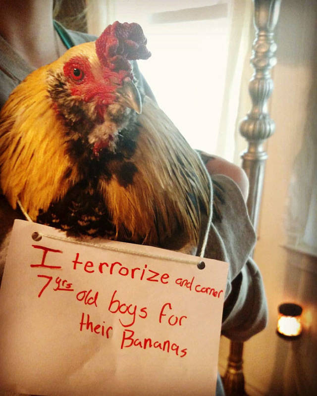 Pet Shaming. Now In Chicken Edition