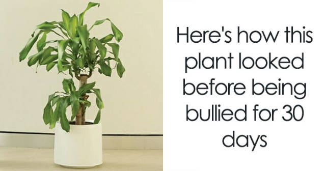 To Show The Damage Bullying Causes, IKEA Conducts An Experiment With Two Plants