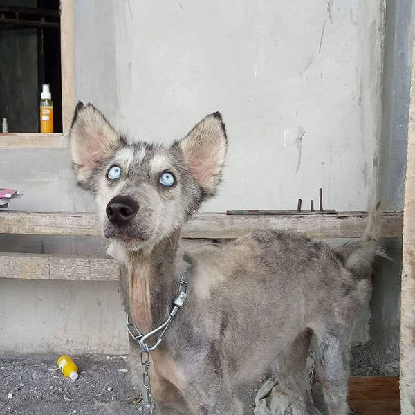 How A Saved Husky Looks Like Before & After She Was Saved From The Streets