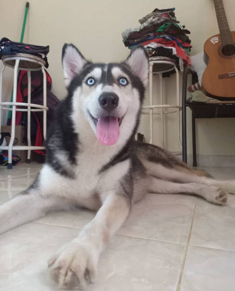 How A Saved Husky Looks Like Before & After She Was Saved From The Streets