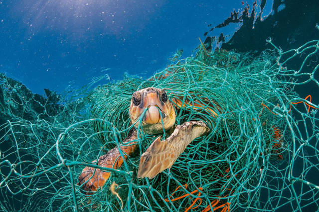 Tragic Truth About How Dangerous Plastics Are To Our Planet