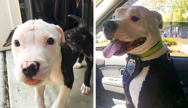 How A Life Of An Animal Can Change With A Newly Found Home