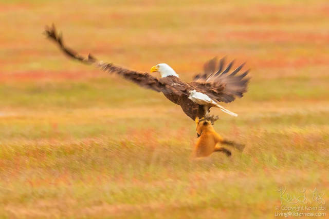 Photographer Shoots Epic Battle Between Fox And Eagle Over Rabbit