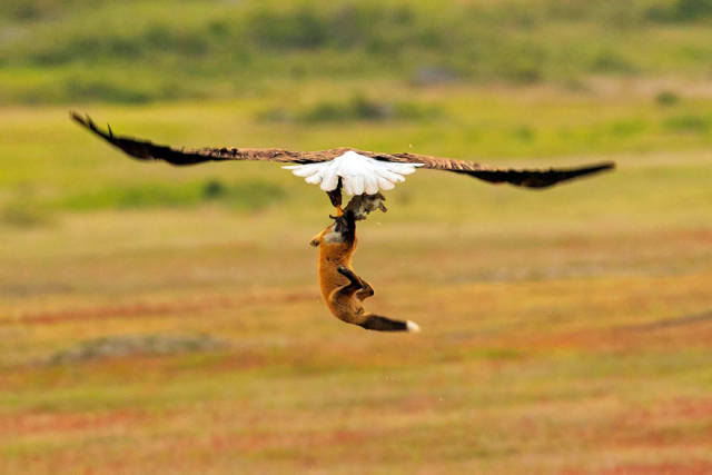 Photographer Shoots Epic Battle Between Fox And Eagle Over Rabbit