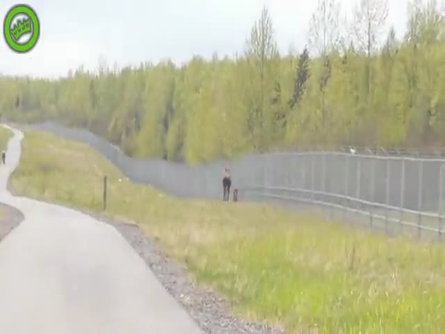 Looks Like That Moose Doesn’t Like Cyclists