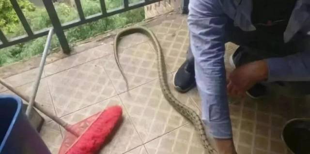 In Chinese Dorms Snake Is Not A Threat – It’s A Delicacy
