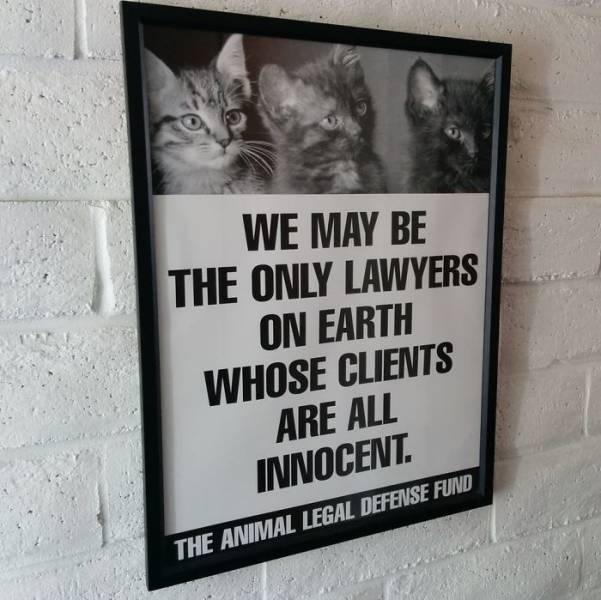 Lawyers Have Their Own Special Kind Of Jokes