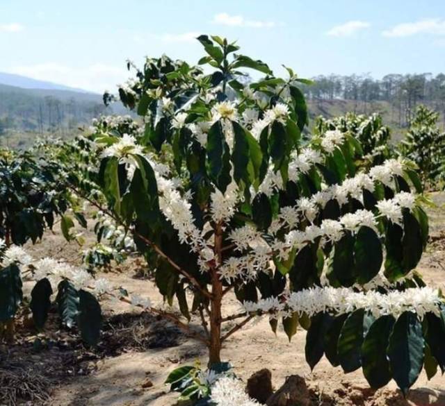 Wanna See How Coffee Blossoms?