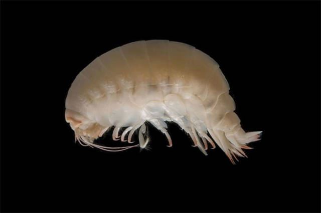 Deep Sea Still Hides Many Surprising Species