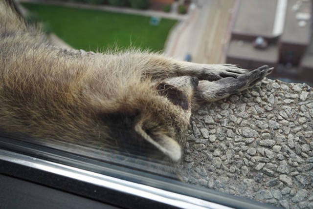 This Skyscraper-Climbing Raccoon Has Just Become An Internet Hero