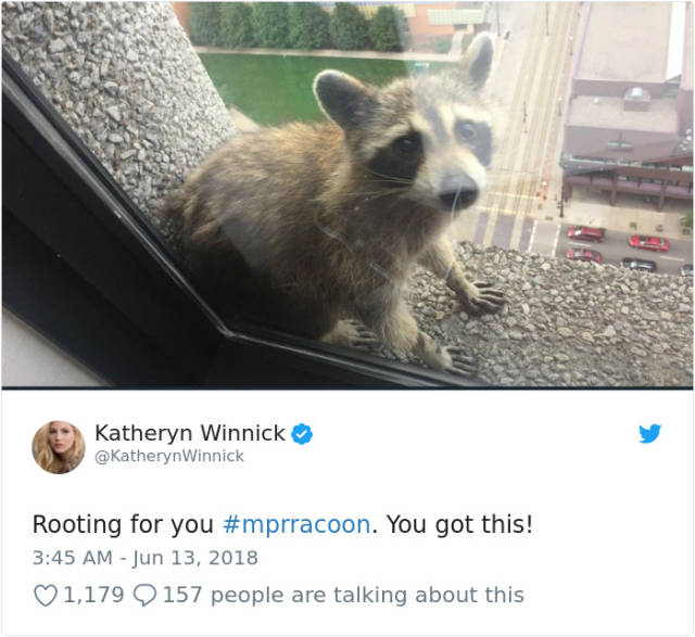 This Skyscraper-Climbing Raccoon Has Just Become An Internet Hero