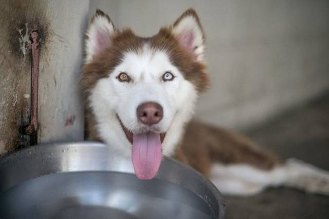Yes, This Exhausted Rescued Dog Was A Husky