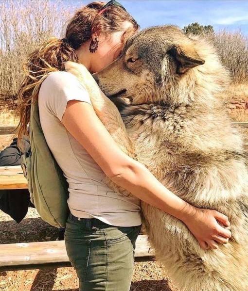 Wolfdogs Are Tens Of Kilos Of Adorable Deadliness