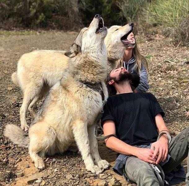Wolfdogs Are Tens Of Kilos Of Adorable Deadliness