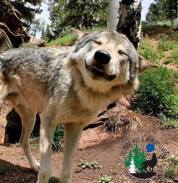 Wolfdogs Are Tens Of Kilos Of Adorable Deadliness