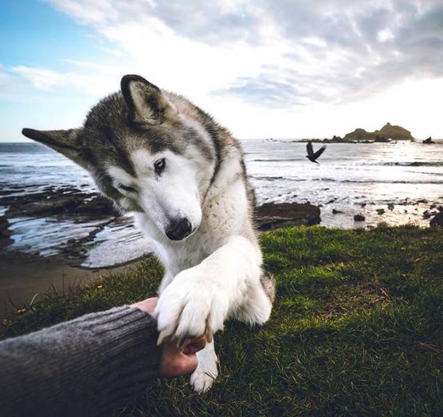 Wolfdogs Are Tens Of Kilos Of Adorable Deadliness