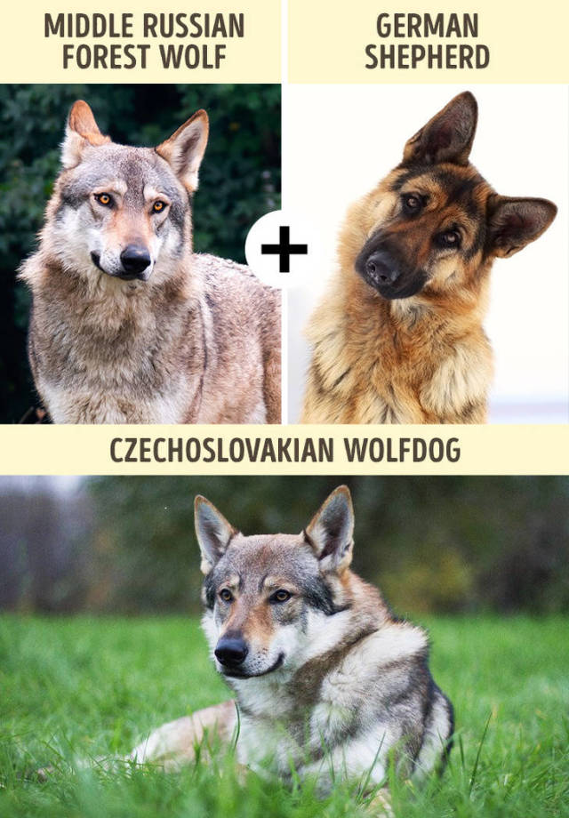 Wolfdogs Are Tens Of Kilos Of Adorable Deadliness (21 pics) - Izismile.com