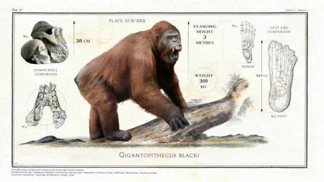 Giant Animals Which Became Extinct Long Ago