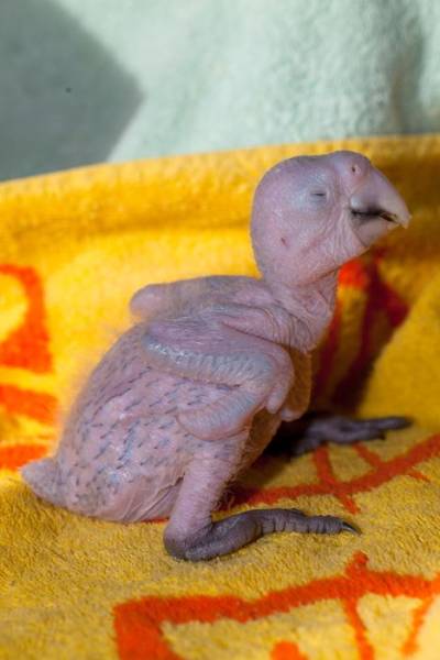 How A Beautiful Ara Parrot Looks After It’s Born