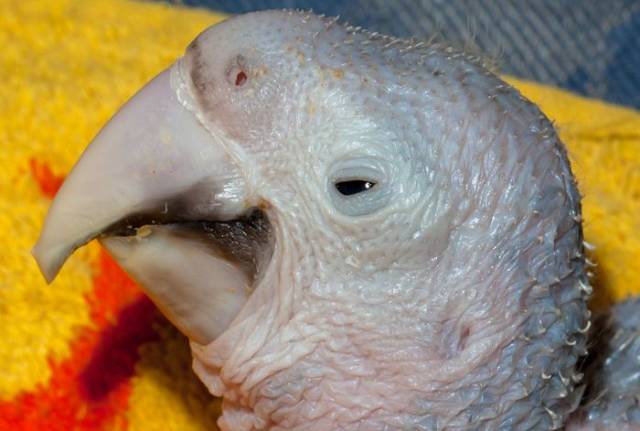 How A Beautiful Ara Parrot Looks After It’s Born