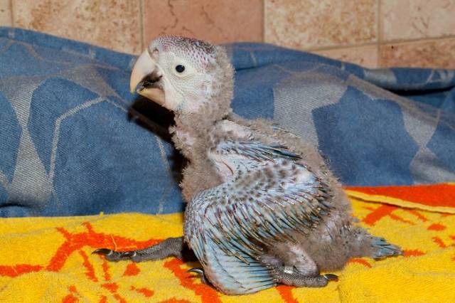 How A Beautiful Ara Parrot Looks After It’s Born