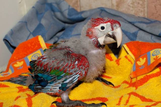 How A Beautiful Ara Parrot Looks After It’s Born