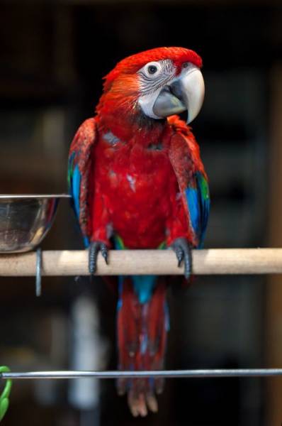 How A Beautiful Ara Parrot Looks After It’s Born