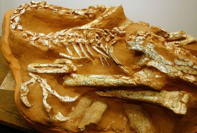 The Coolest Things That Were Found Fossilized