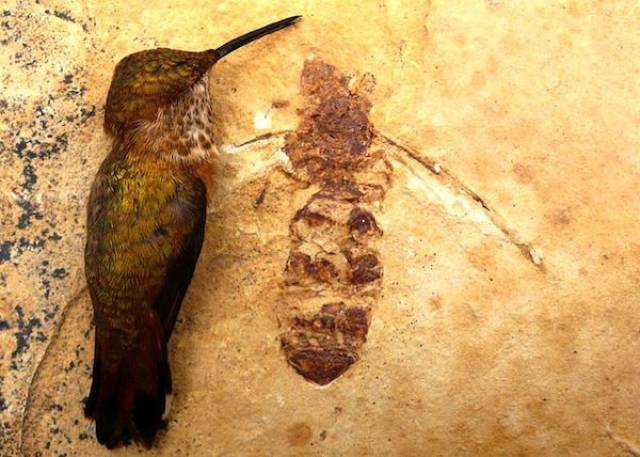 The Coolest Things That Were Found Fossilized