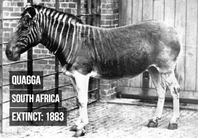 Animals We Will Never See Again