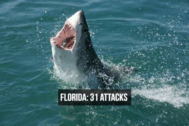 Shark Attack Facts That Hurt
