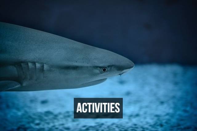 Shark Attack Facts That Hurt