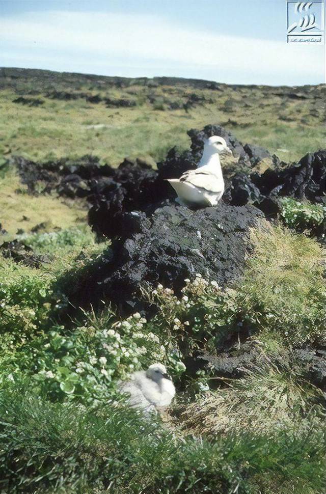 Surtsey Is An Island Where You Can’t Go Even If You Wanted To